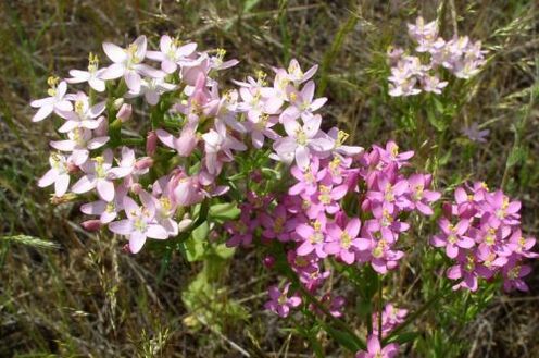 Goldger che ha rifiutato l'alcol